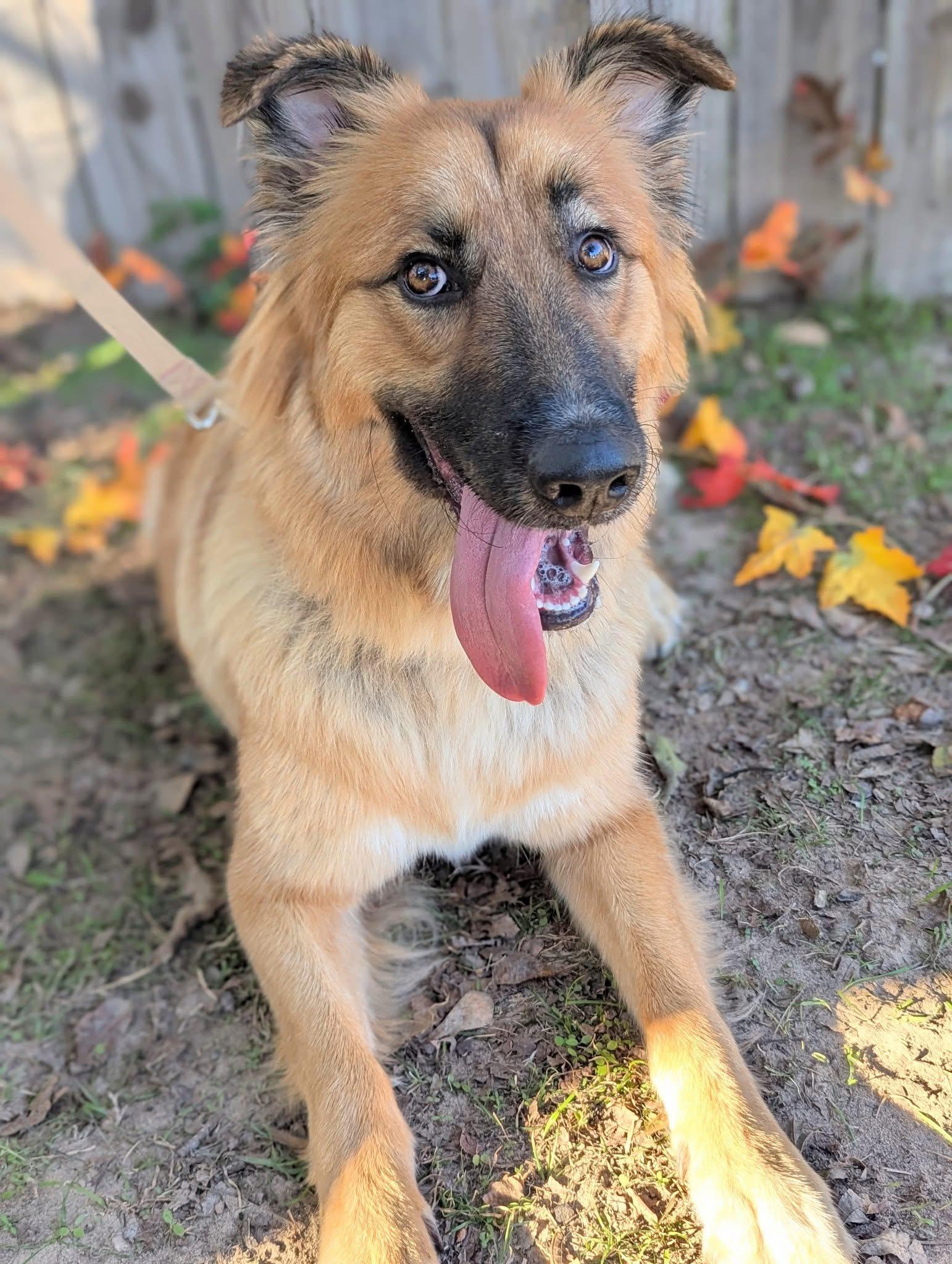Enlarge Noel, a Adoptable mixed breed in Mendham, NJ image 3/4