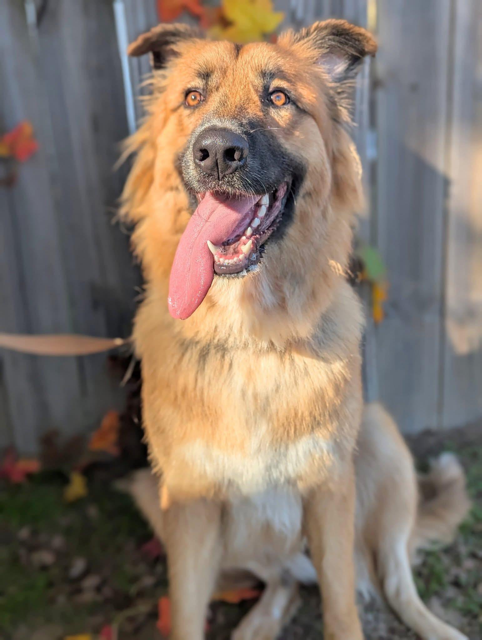Enlarge Noel, a Adoptable mixed breed in Mendham, NJ image 4/4