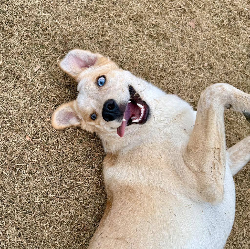 Enlarge Djimmi The Great, a Adoptable mixed breed in Fort Lupton, CO image 1/5