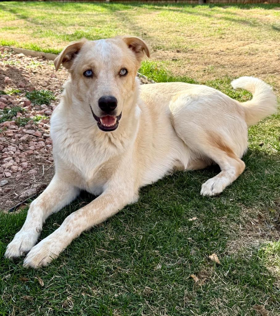 Enlarge Djimmi The Great, a Adoptable mixed breed in Fort Lupton, CO image 2/5
