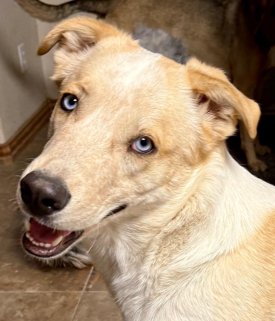 Enlarge Djimmi The Great, a Adoptable mixed breed in Fort Lupton, CO image 3/5