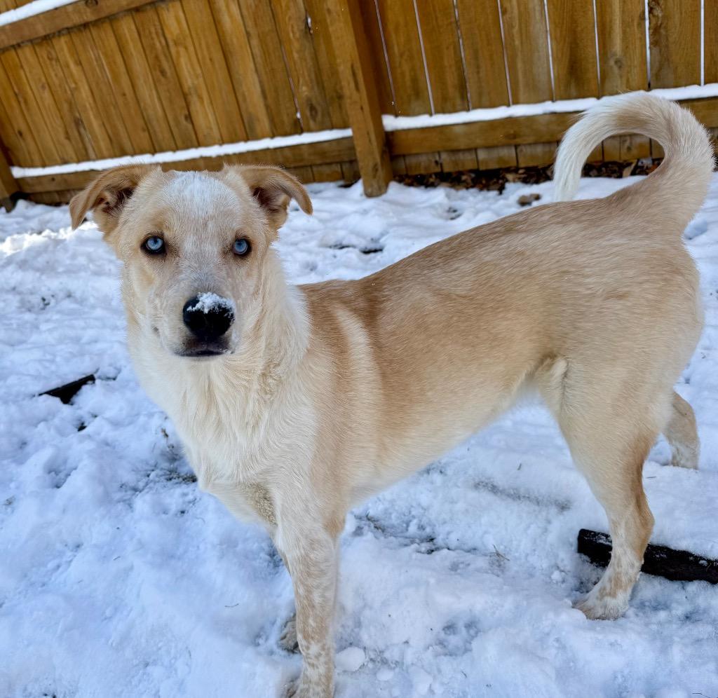 Enlarge Djimmi The Great, a Adoptable mixed breed in Fort Lupton, CO image 4/5
