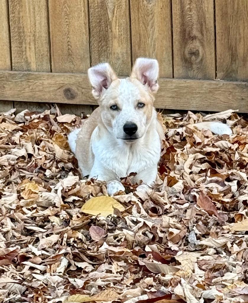 Enlarge Djimmi The Great, a Adoptable mixed breed in Fort Lupton, CO image 5/5