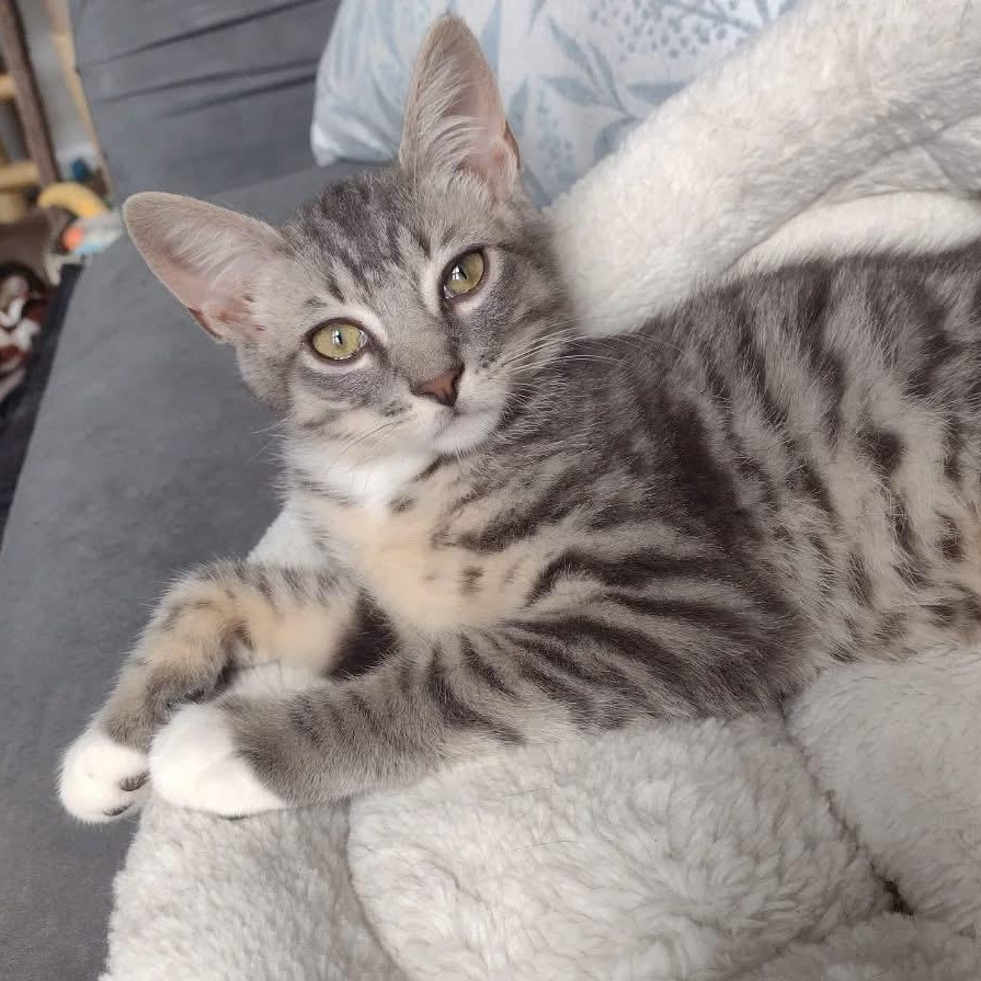 Jackson, Adoptable, Young Male Domestic Short Hair.