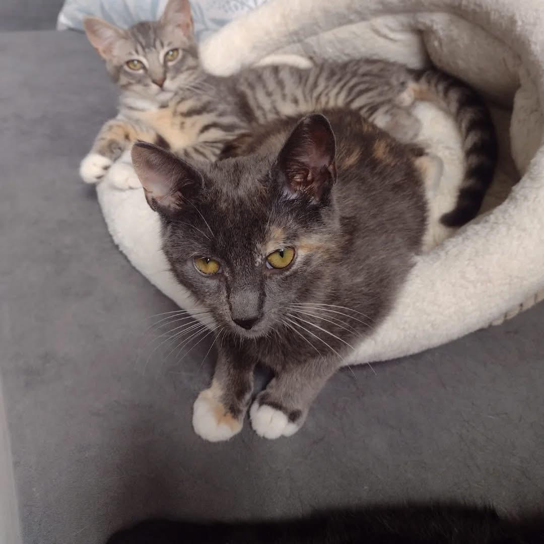 Enlarge Jackson, a Adoptable Domestic Short Hair in Bridgewater, NJ image 2/5