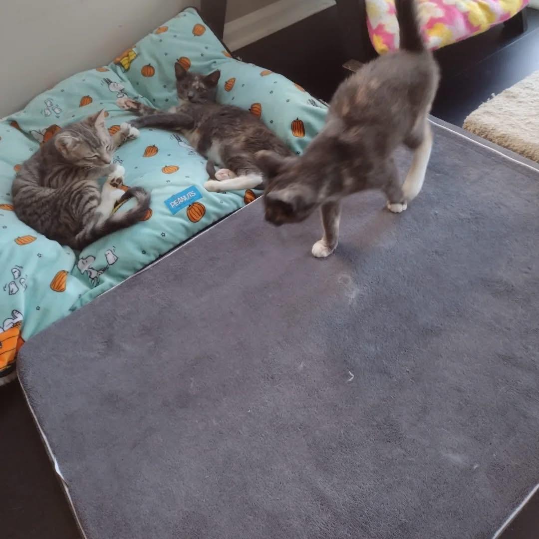 Enlarge Jackson, a Adoptable Domestic Short Hair in Bridgewater, NJ image 5/5