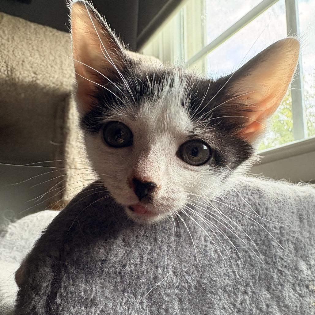 Enlarge Jeep Wrangler, a Adoptable Domestic Short Hair in Bel Air, MD image 1/4