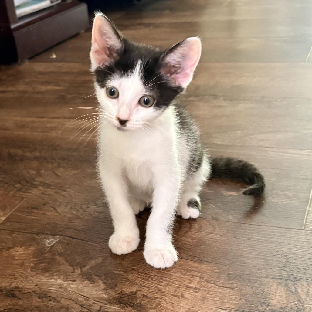 Enlarge Jeep Wrangler, a Adoptable Domestic Short Hair in Bel Air, MD image 2/4