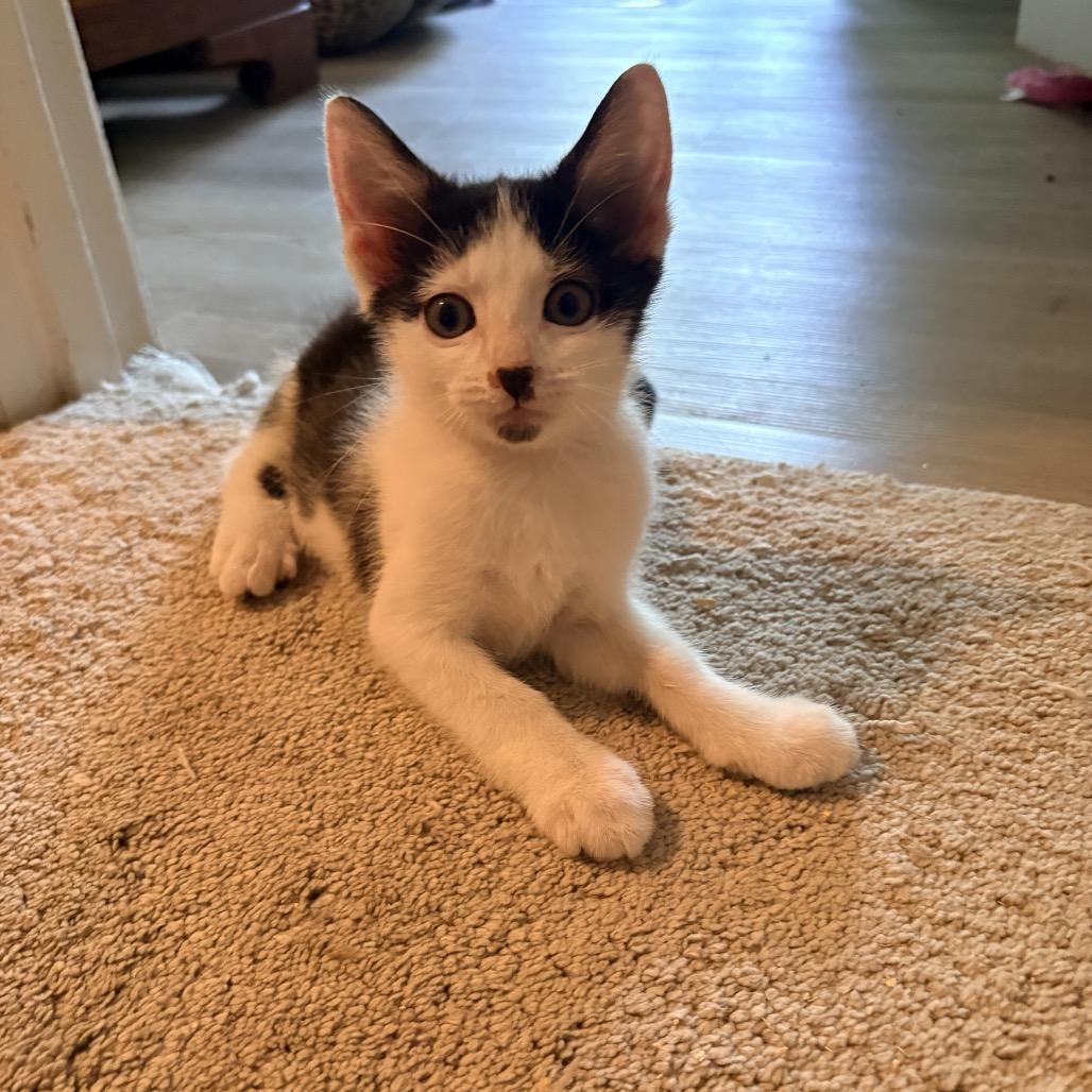 Enlarge Jeep Wrangler, a Adoptable Domestic Short Hair in Bel Air, MD image 3/4