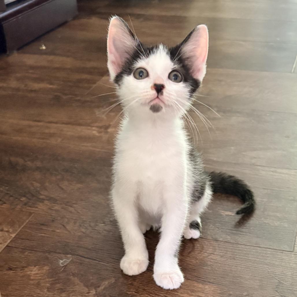 Enlarge Jeep Wrangler, a Adoptable Domestic Short Hair in Bel Air, MD image 4/4