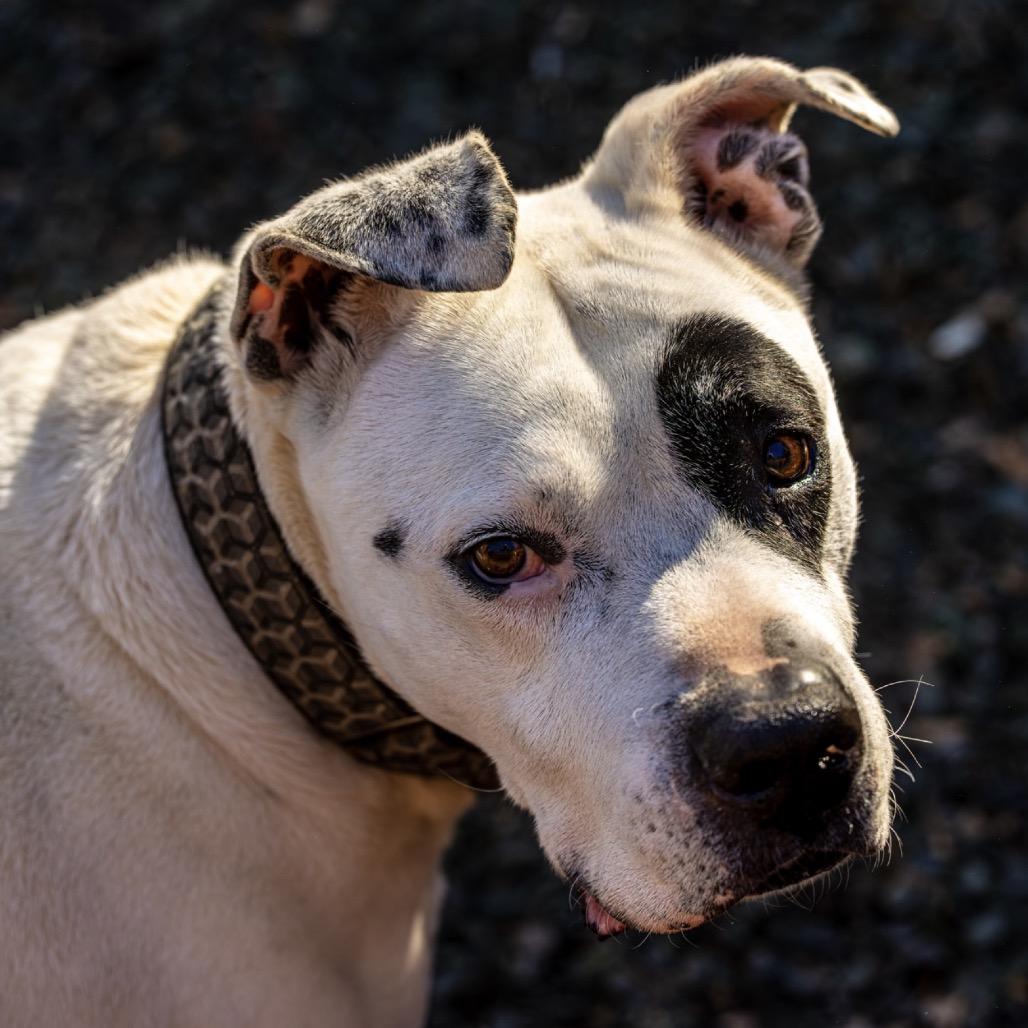 Enlarge Ebbie (I have a Secret Crush!), a Adoptable Staffordshire Bull Terrier in Decatur, GA image 1/6