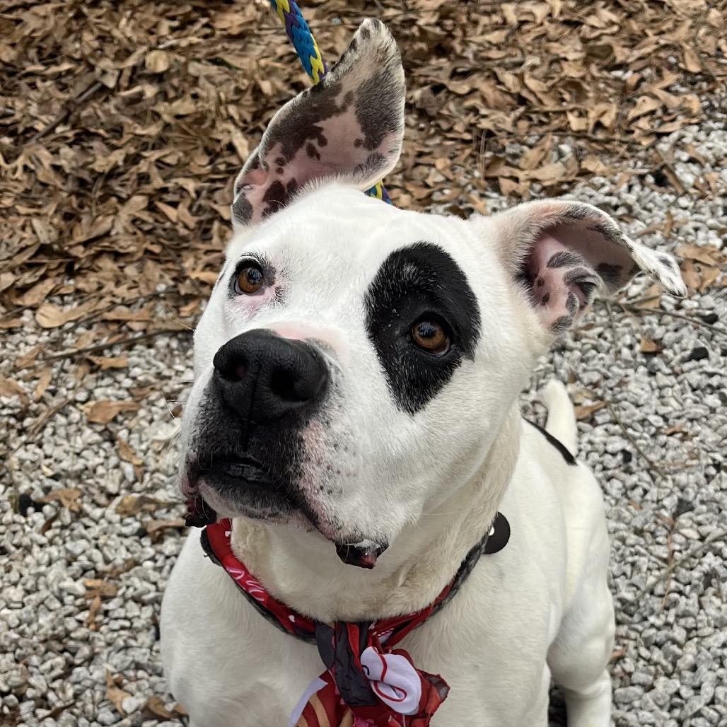 Enlarge Ebbie (I have a Secret Crush!), a Adoptable Staffordshire Bull Terrier in Decatur, GA image 2/6