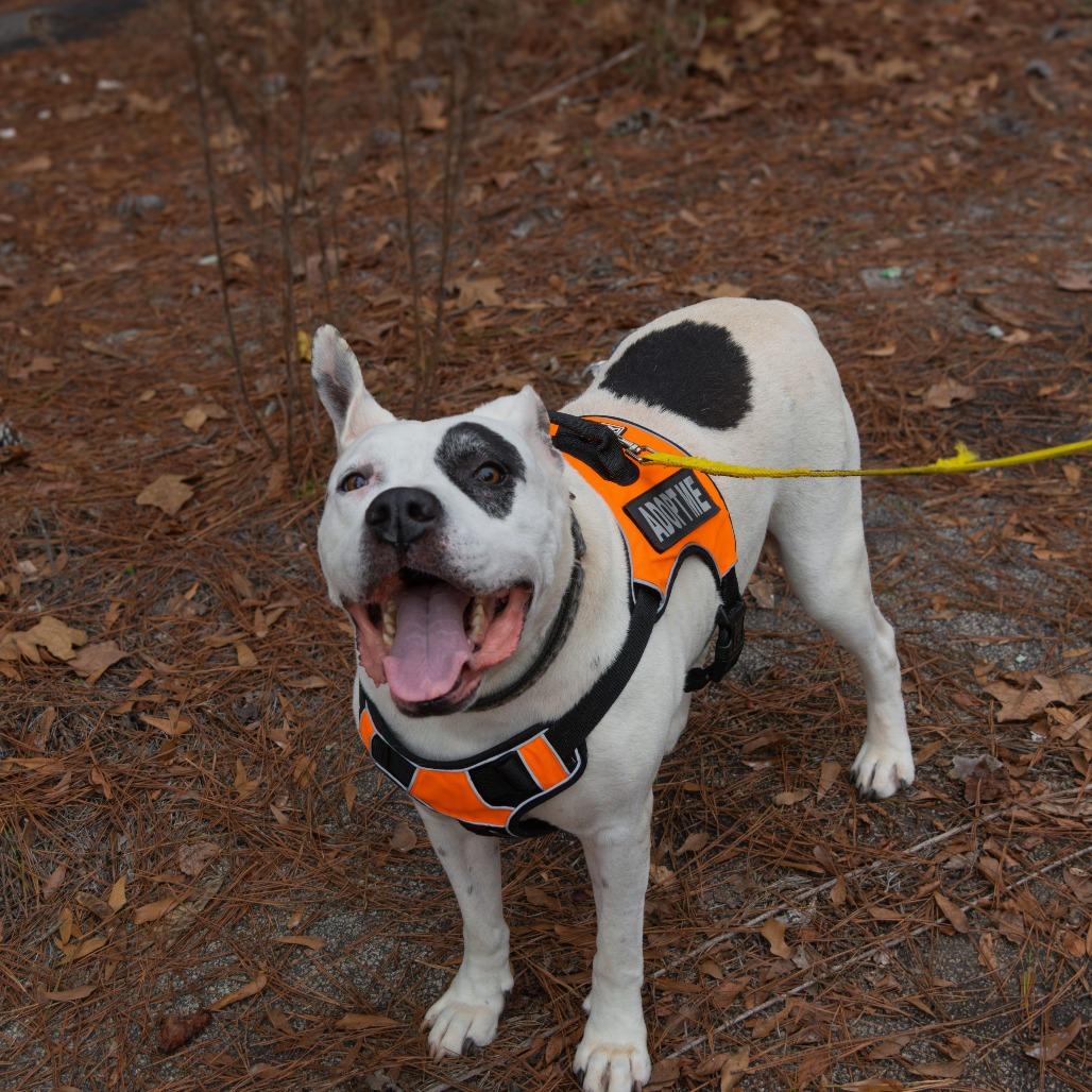 Enlarge Ebbie (I have a Secret Crush!), a Adoptable Staffordshire Bull Terrier in Decatur, GA image 3/6