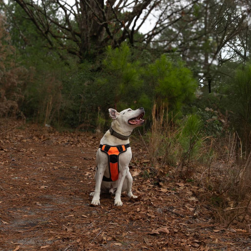 Enlarge Ebbie (I have a Secret Crush!), a Adoptable Staffordshire Bull Terrier in Decatur, GA image 4/6