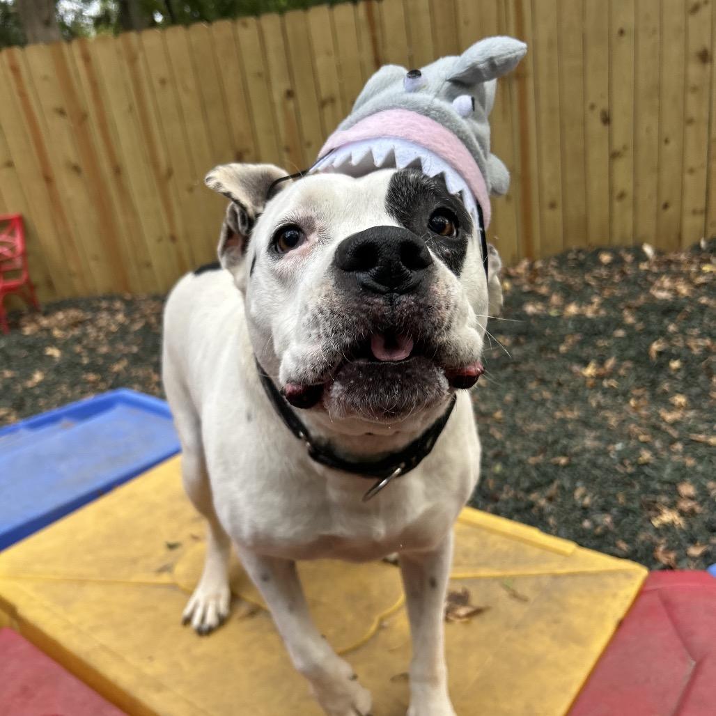 Enlarge Ebbie (I have a Secret Crush!), a Adoptable Staffordshire Bull Terrier in Decatur, GA image 5/6