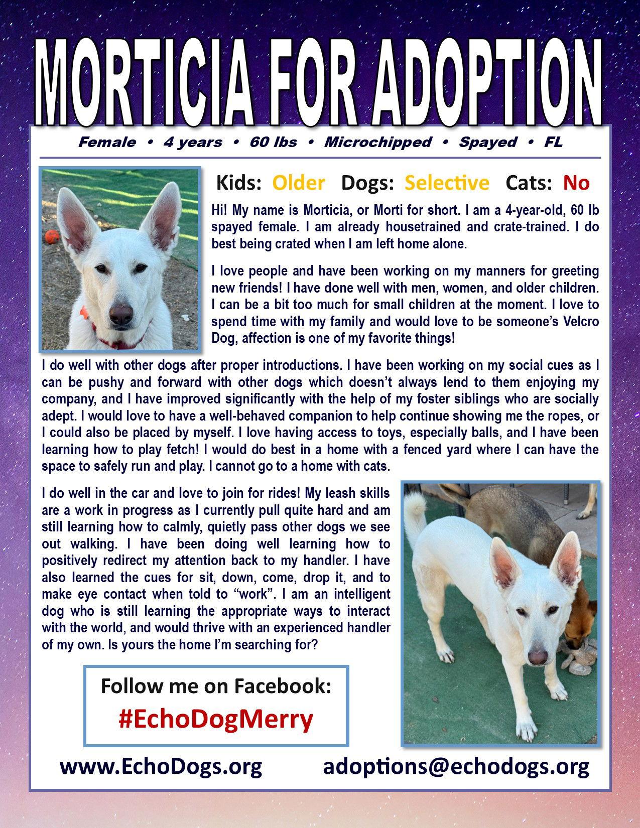 Morticia, Adoptable, Adult Female White German Shepherd.