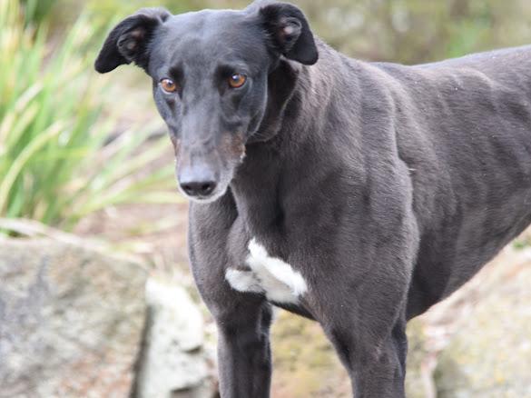 Enlarge Giggles, a Adoptable Greyhound in Allentown, PA image 1/1