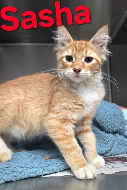 Sasha, Adoptable, Young Female Domestic Medium Hair.