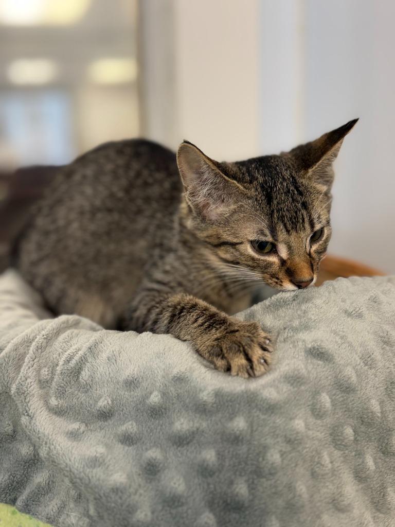 FOX, Adoptable, Kitten Male Domestic Short Hair.