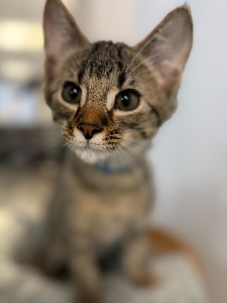 Enlarge FOX, a Adoptable mixed breed in Algona, IA image 2/3