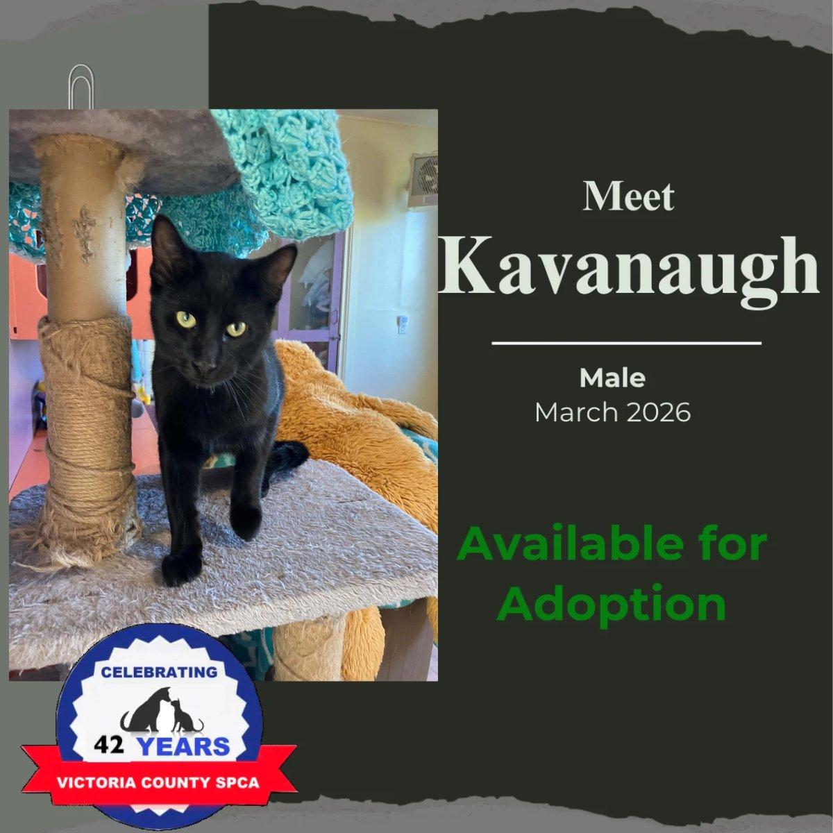 Kavanaugh, Adoptable, Adult Male Domestic Short Hair.