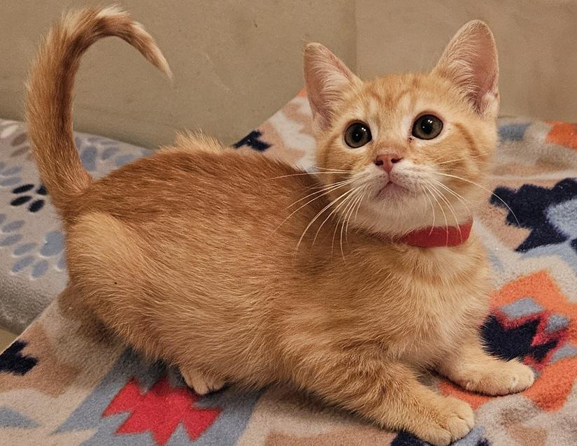 Enlarge Kendall, a Adopted Domestic Short Hair in Columbus, IN image 1/1