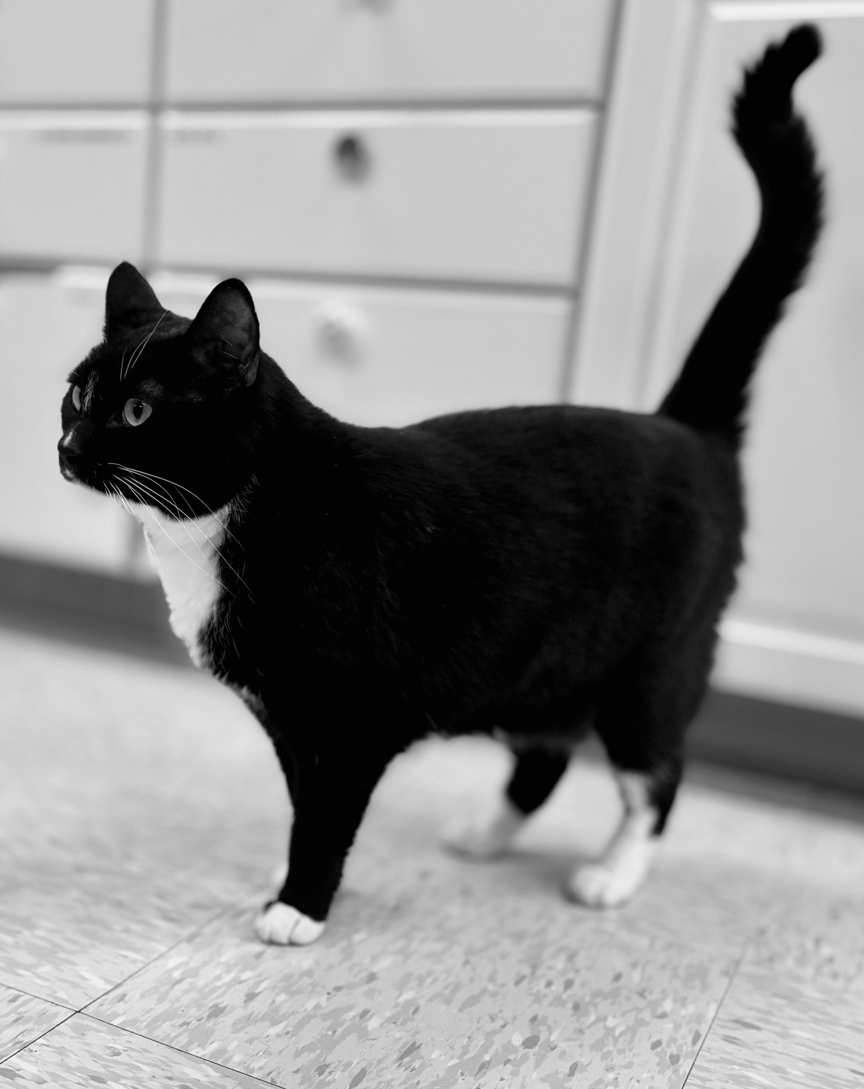 Enlarge Hunter, an adopted Domestic Short Hair in Bardstown, KY image 3/6