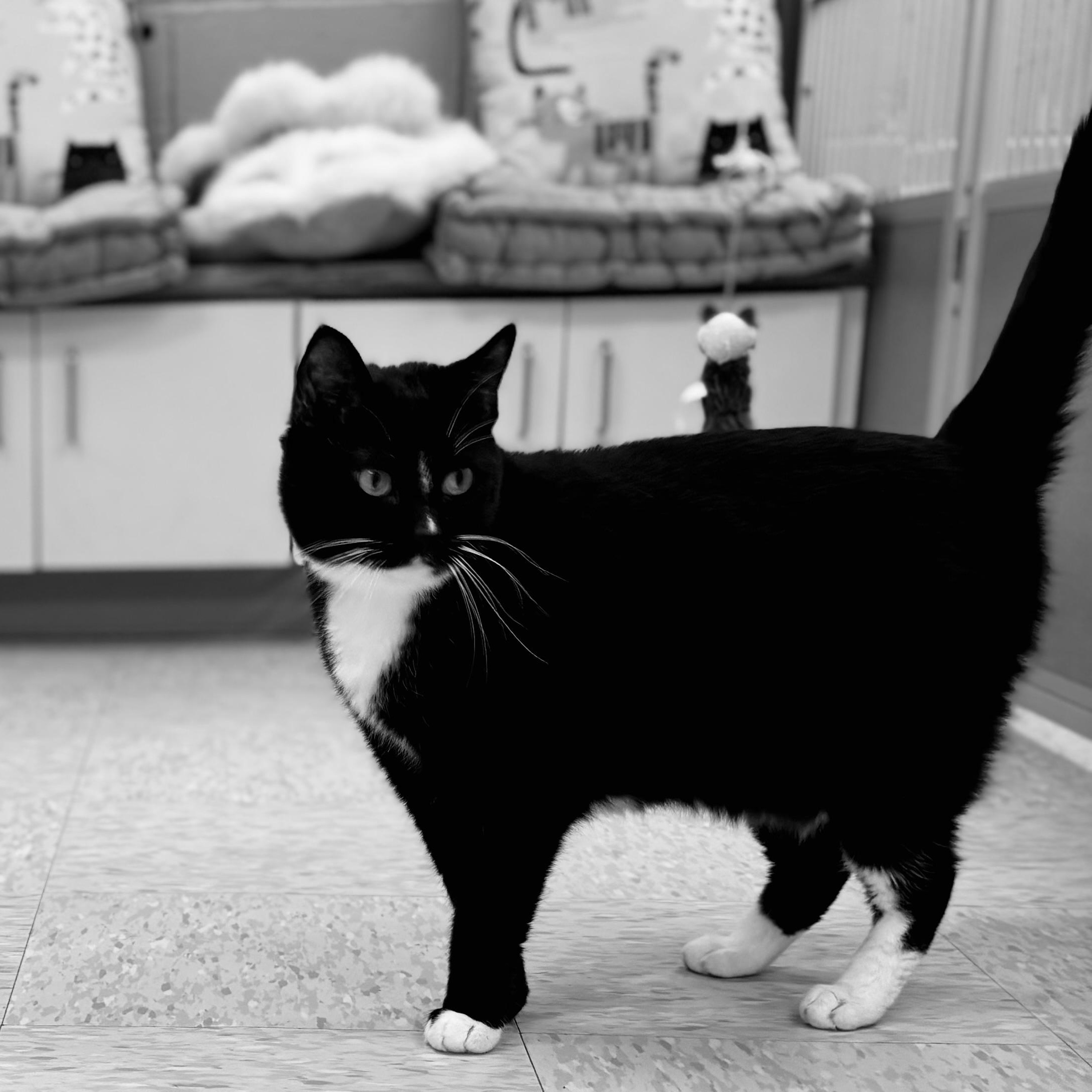 Hunter, adopted, Adult Male Domestic Short Hair.