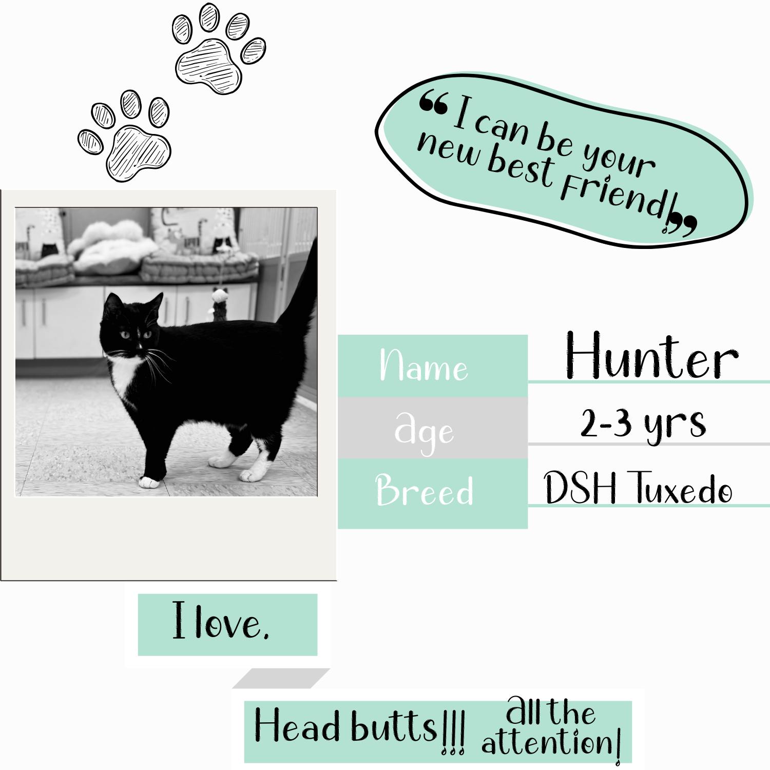 Enlarge Hunter, an adopted Domestic Short Hair in Bardstown, KY image 2/6