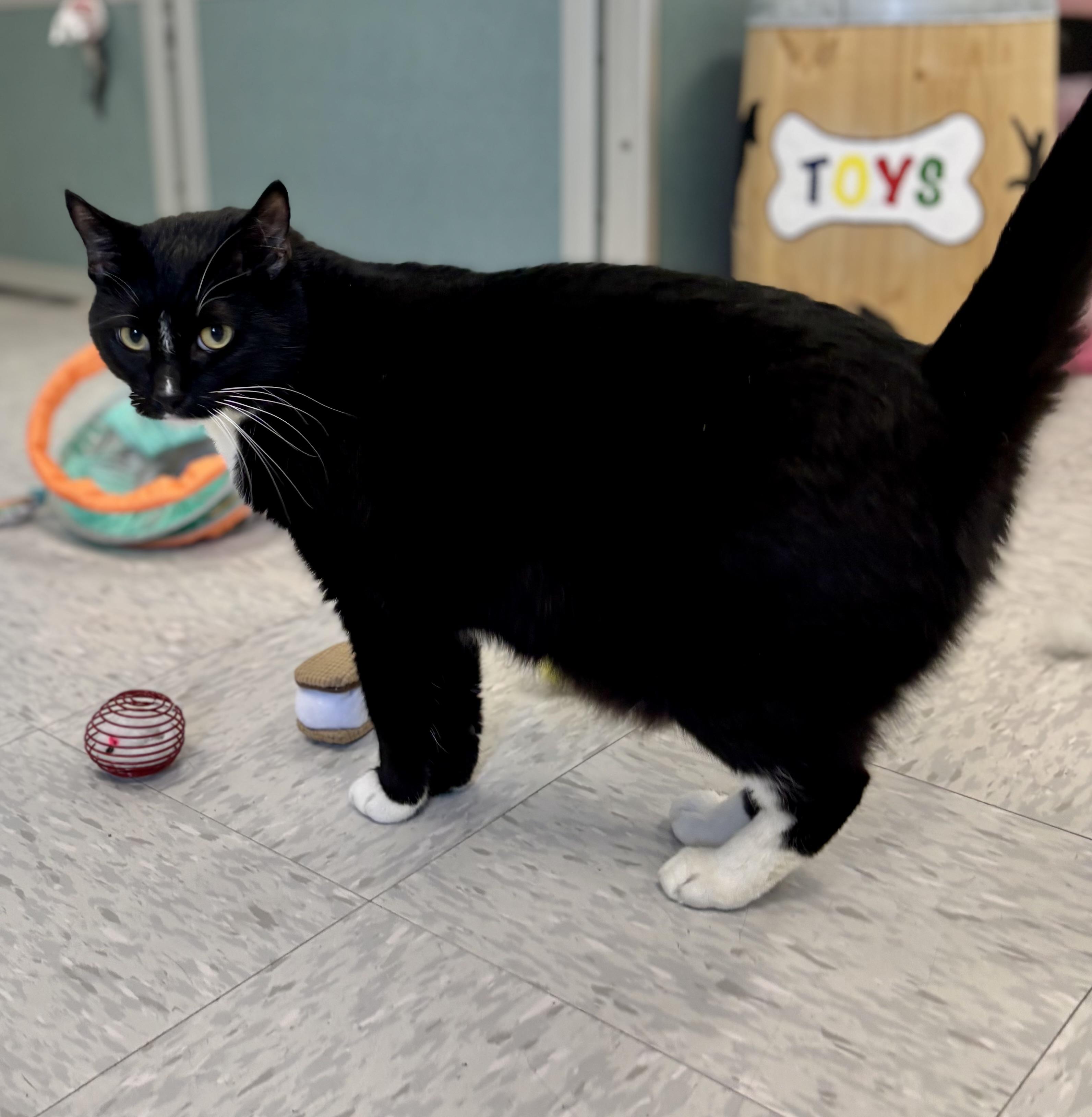 Enlarge Hunter, an adopted Domestic Short Hair in Bardstown, KY image 4/6