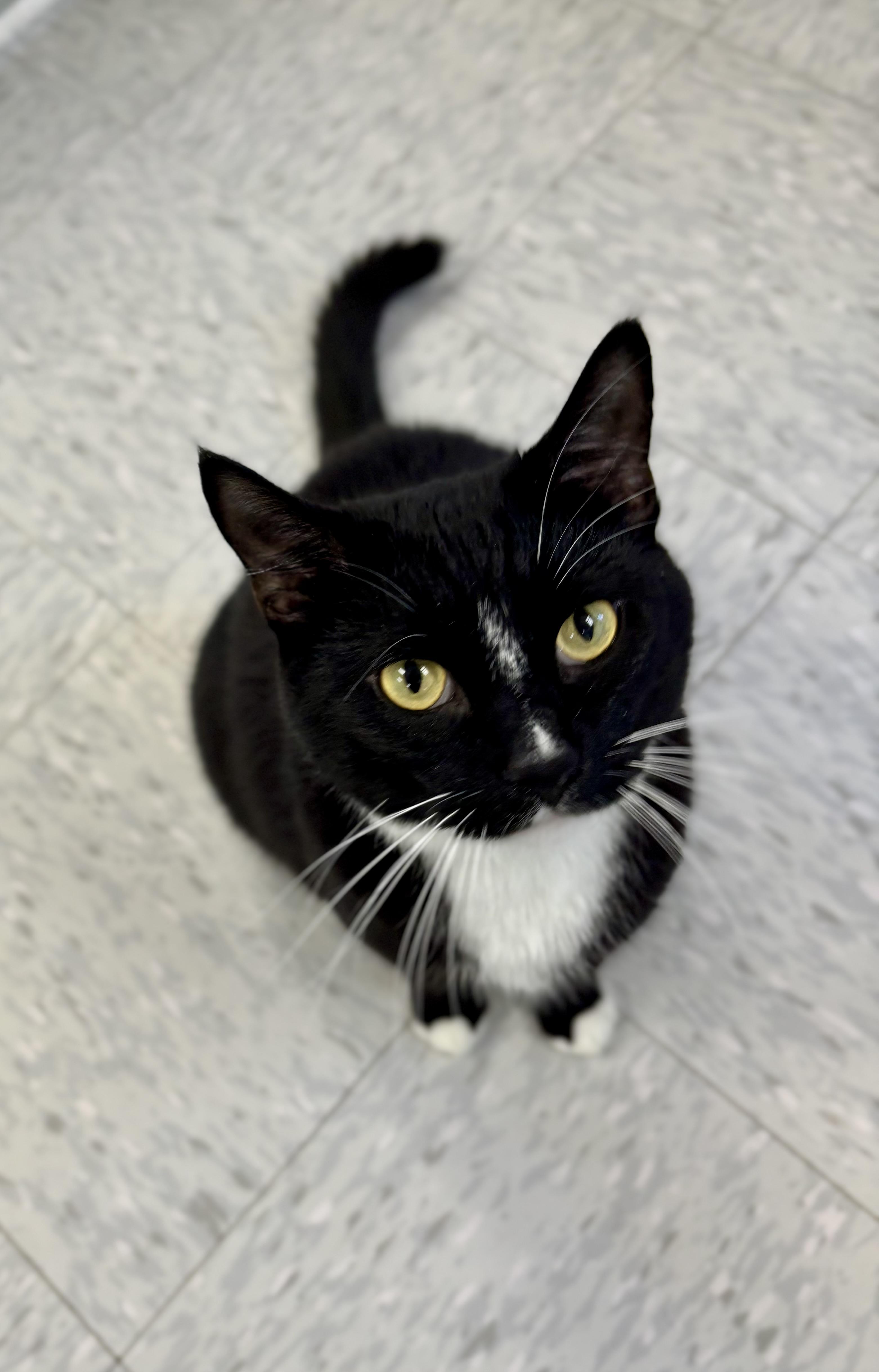 Enlarge Hunter, an adopted Domestic Short Hair in Bardstown, KY image 6/6