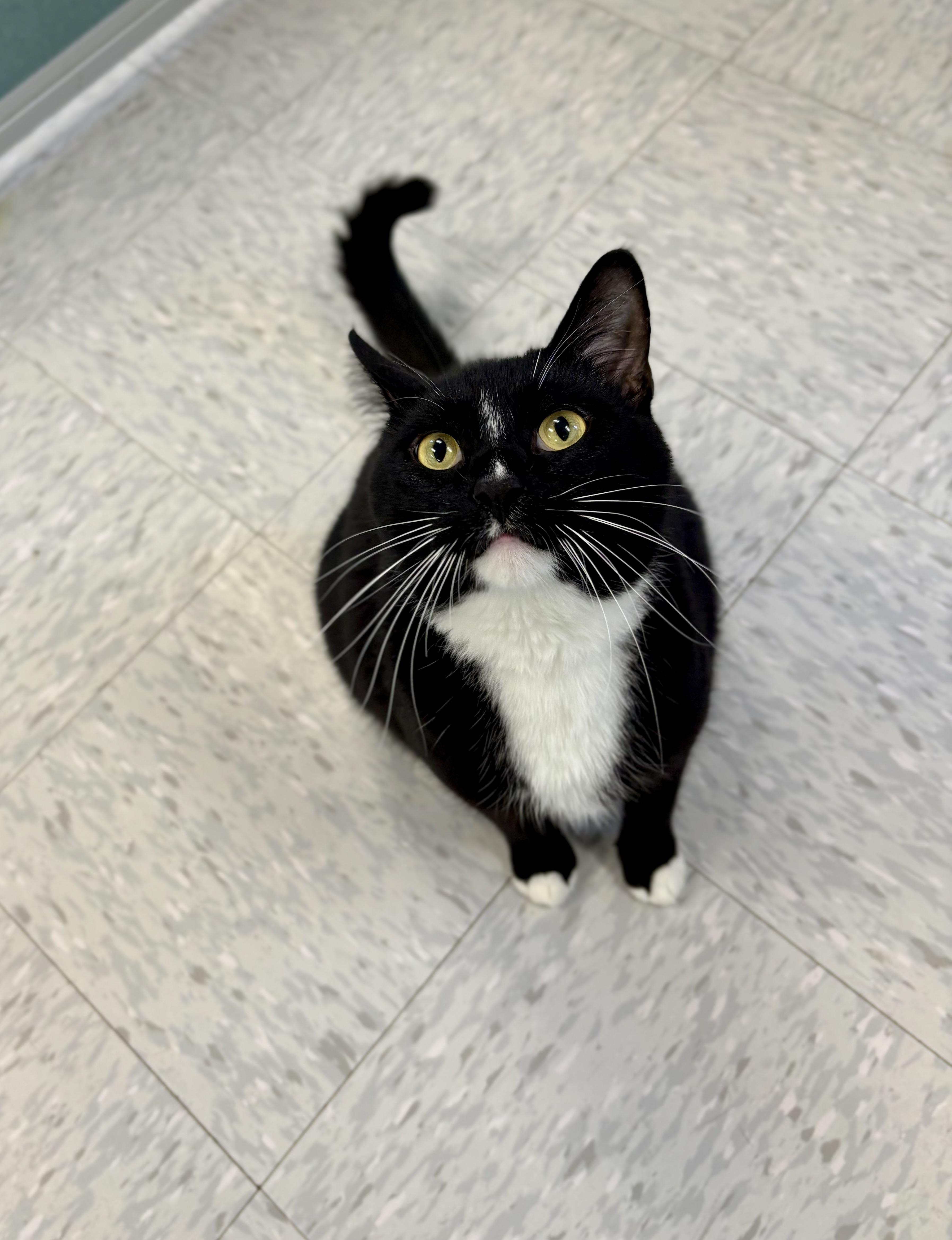 Enlarge Hunter, an adopted Domestic Short Hair in Bardstown, KY image 5/6