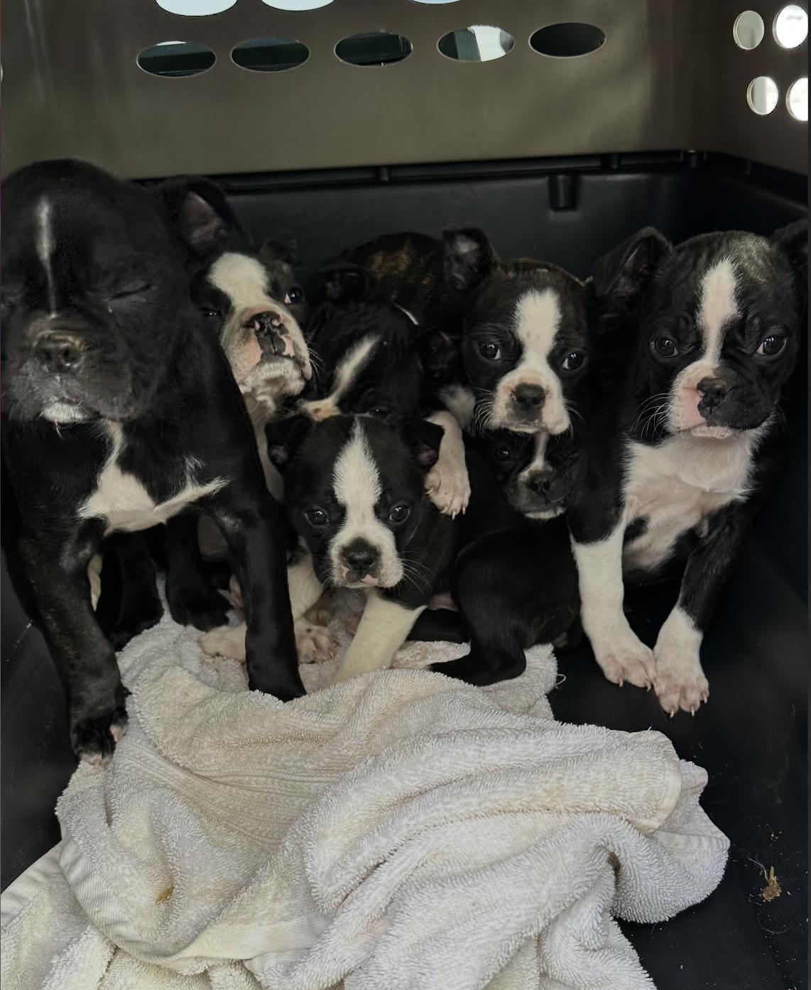 Enlarge Boston Terrier Puppies, an adopted Boston Terrier in Chester Springs, PA image 1/1
