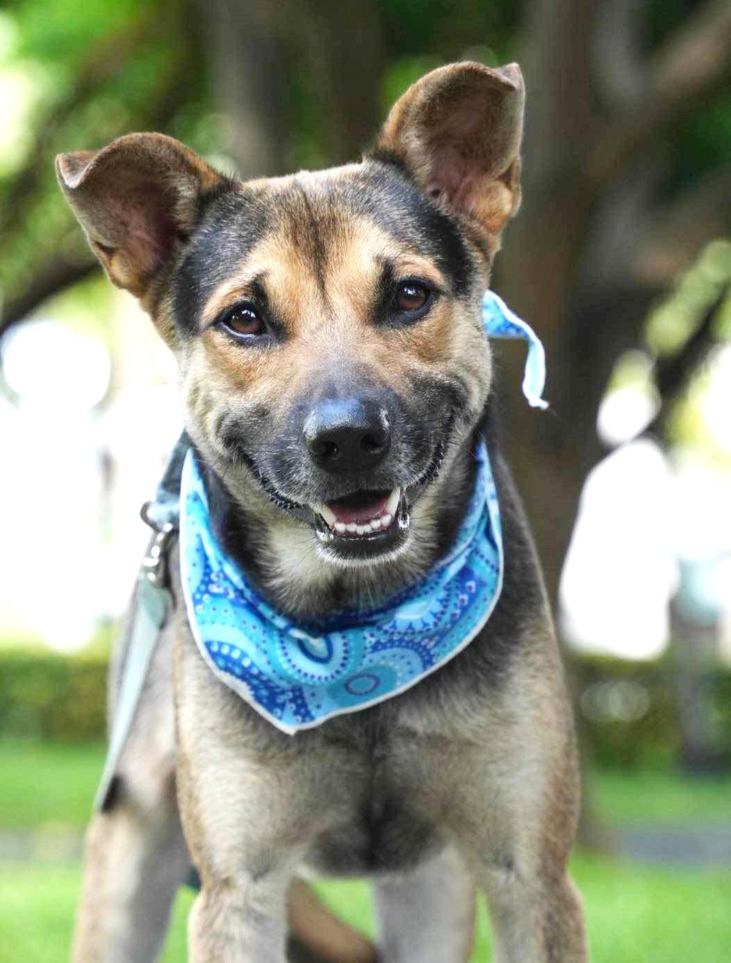 Enlarge Amos, a Adoptable mixed breed in Norwalk, CT image 3/6