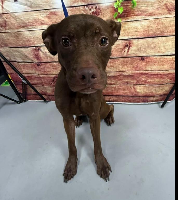 AC-5353 "River", Adoptable, Young Female Chocolate Labrador Retriever.