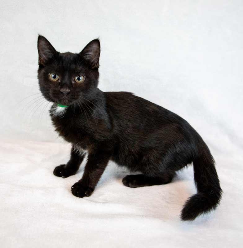 Mulder, an adopted Domestic Short Hair in Kennesaw, GA image 6/6
