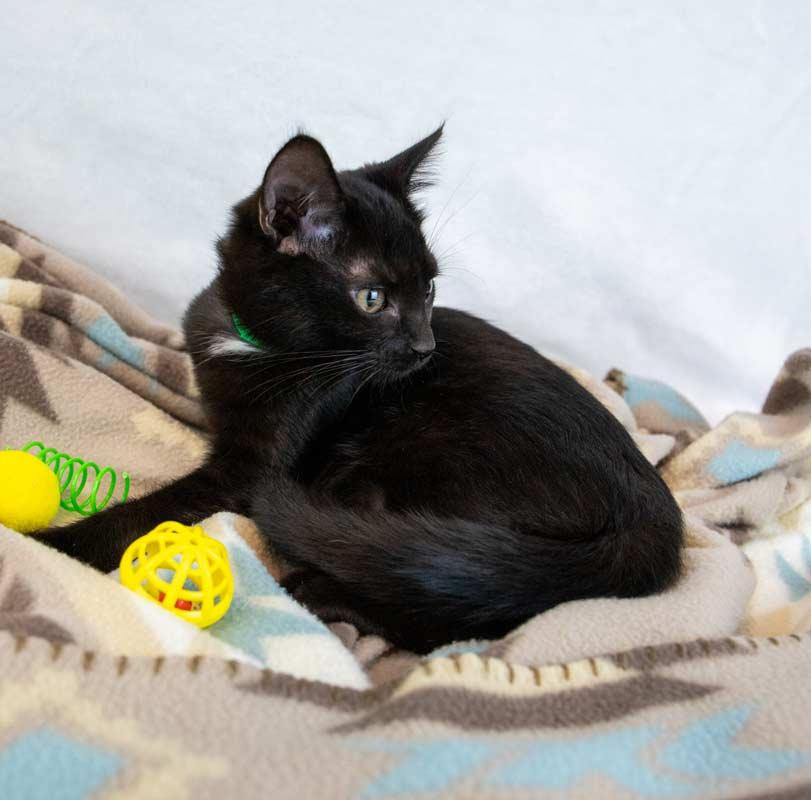 Mulder, an adopted Domestic Short Hair in Kennesaw, GA image 3/6
