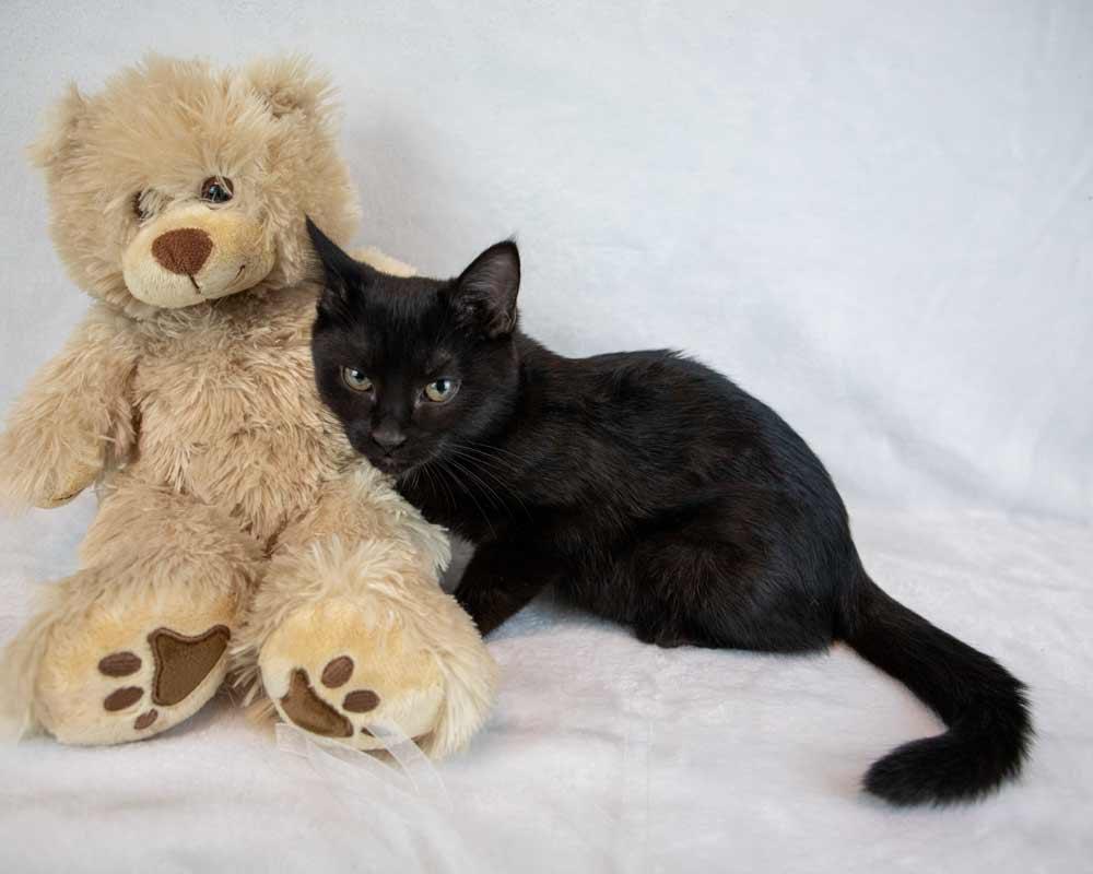 Mulder, an adopted Domestic Short Hair in Kennesaw, GA image 5/6