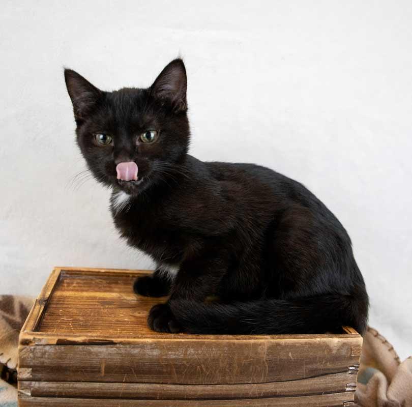 Mulder, an adopted Domestic Short Hair in Kennesaw, GA image 2/6