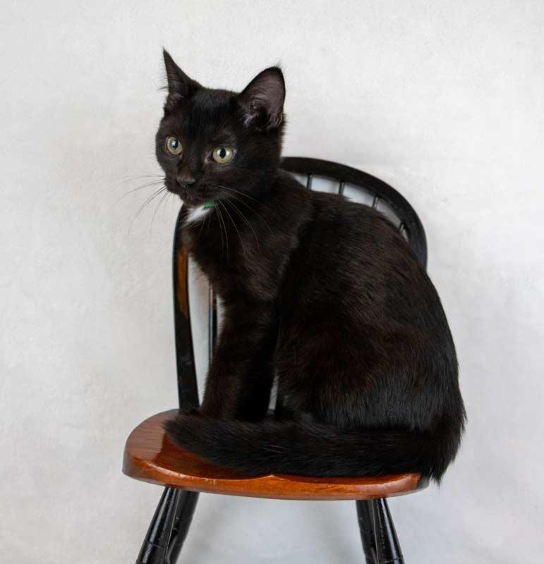 Mulder, an adopted Domestic Short Hair in Kennesaw, GA image 4/6