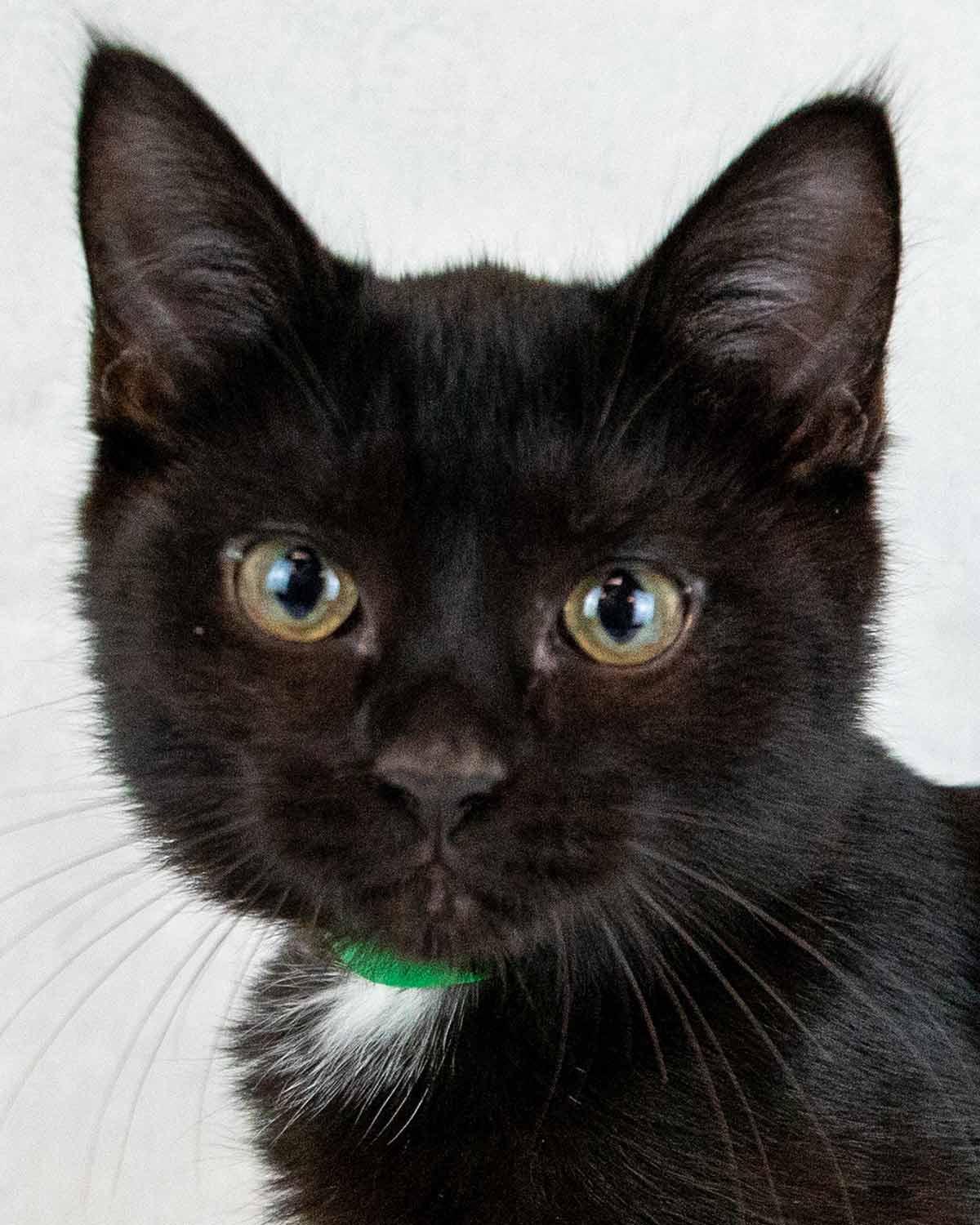 Mulder, adopted, Kitten Male Domestic Short Hair.