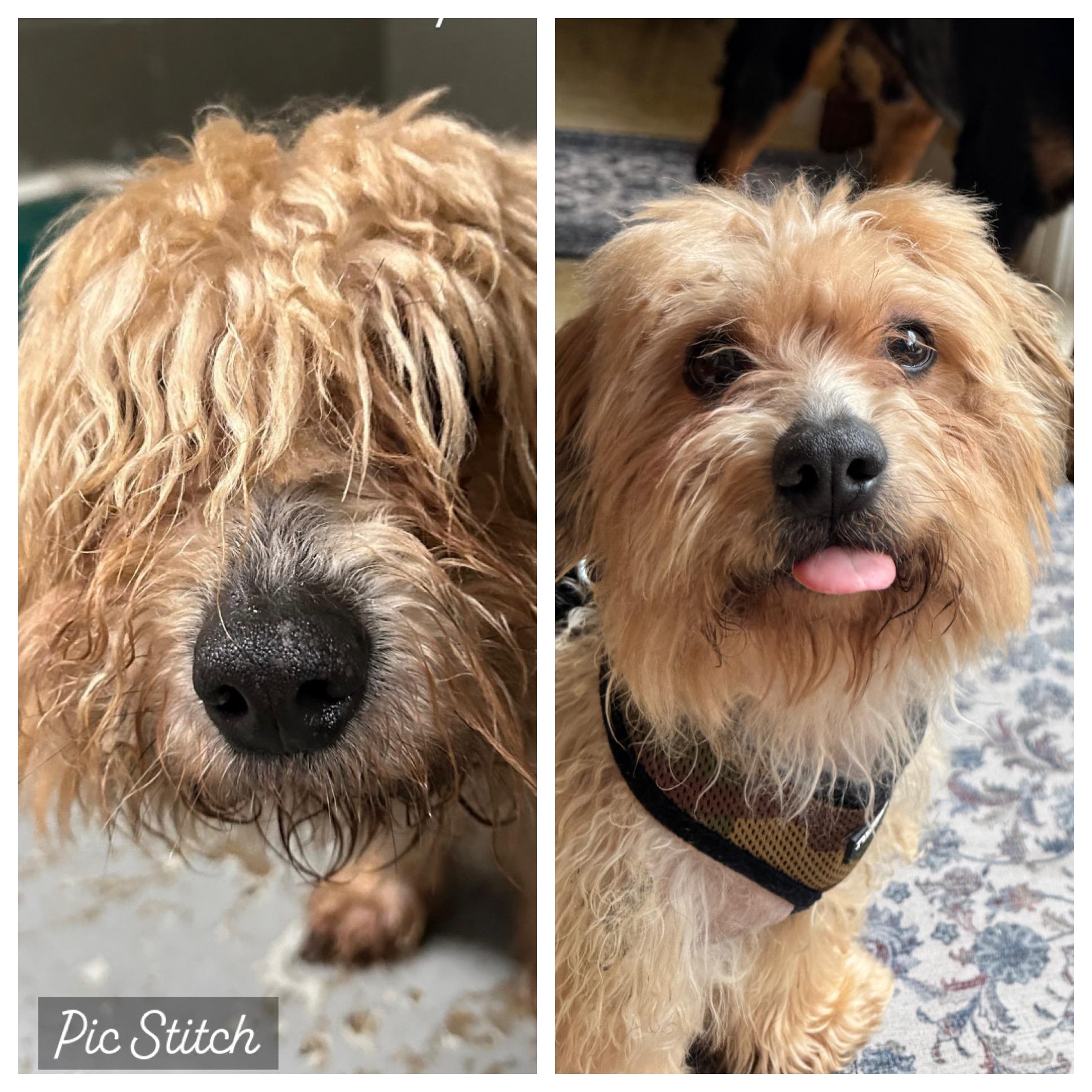 Enlarge Rhino, a Adopted Yorkshire Terrier in Stamford, CT image 2/6