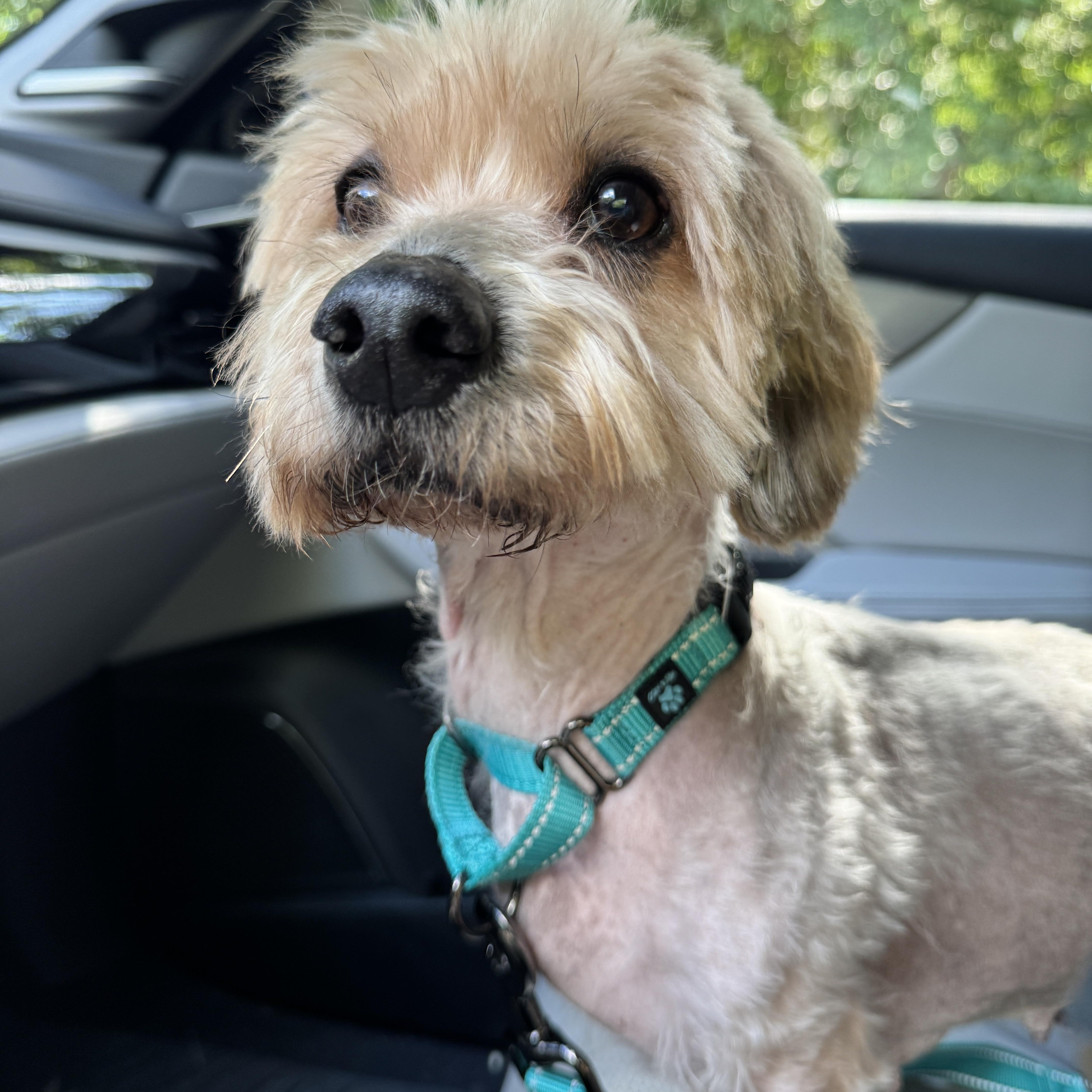 Enlarge Rhino, a Adopted Yorkshire Terrier in Stamford, CT image 6/6