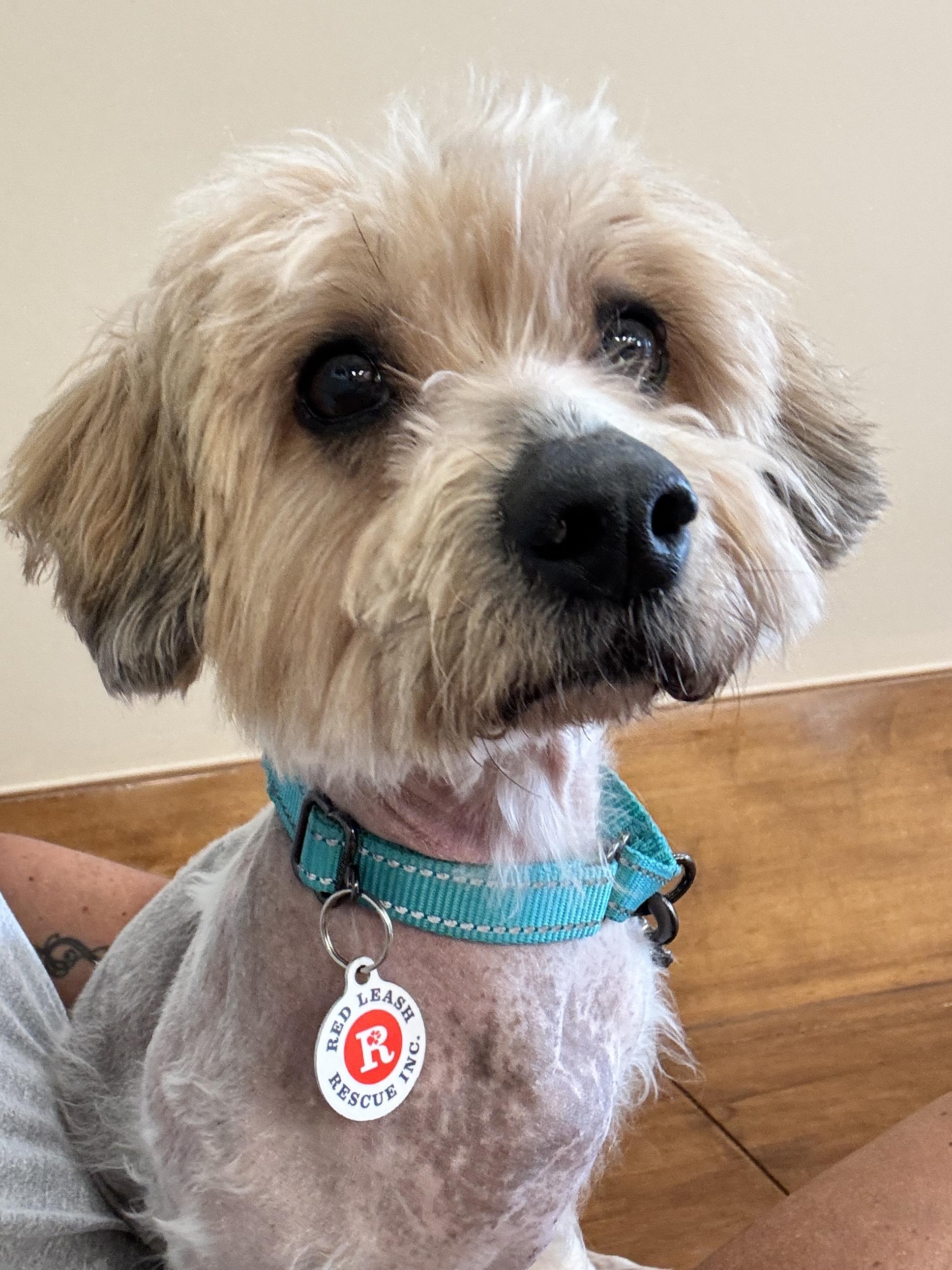 Rhino, Adopted, Adult Male Yorkshire Terrier.