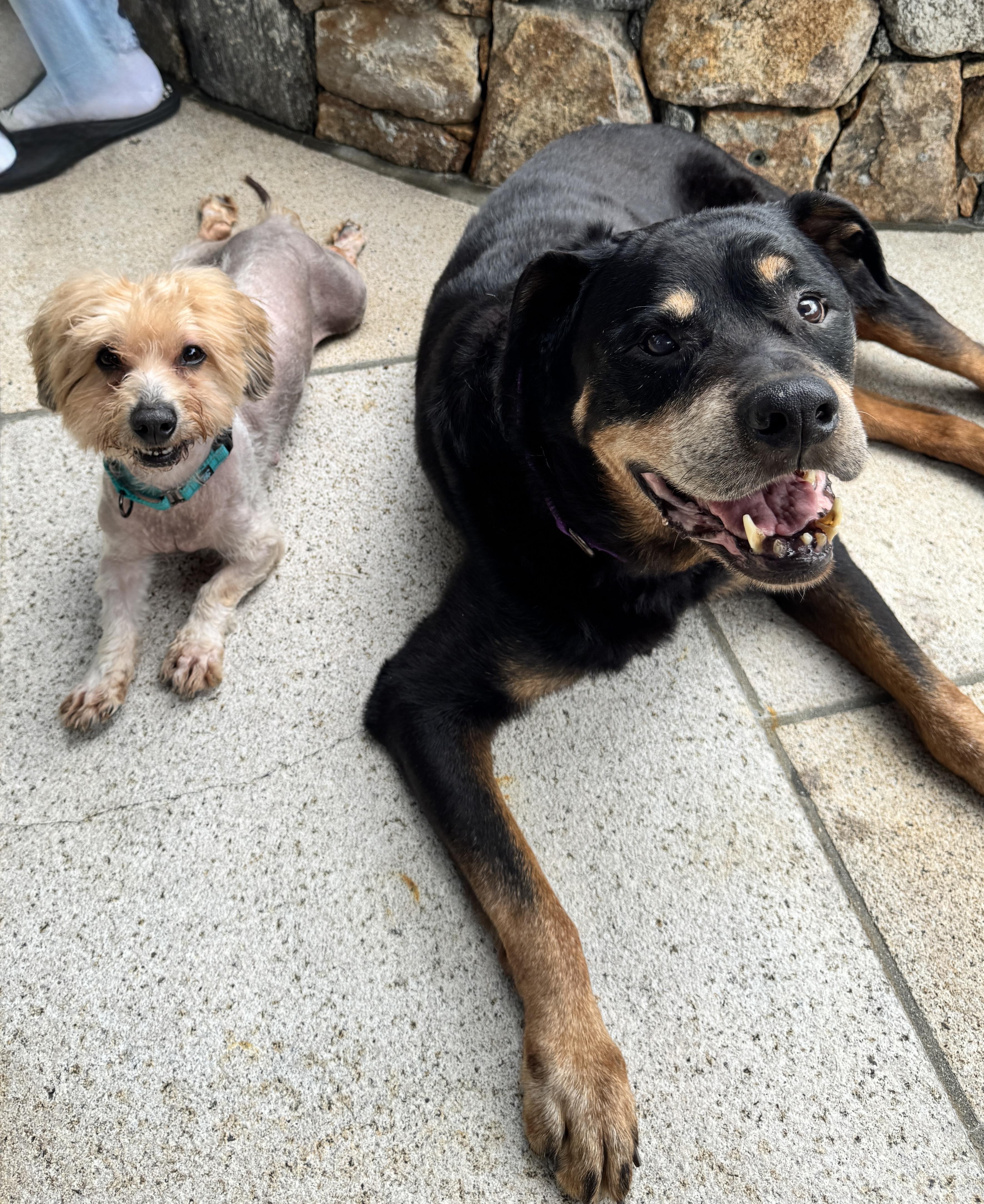 Enlarge Rhino, a Adopted Yorkshire Terrier in Stamford, CT image 5/6