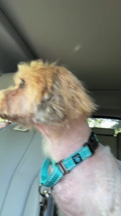 Enlarge Rhino, a Adopted Yorkshire Terrier in Stamford, CT video 3/6