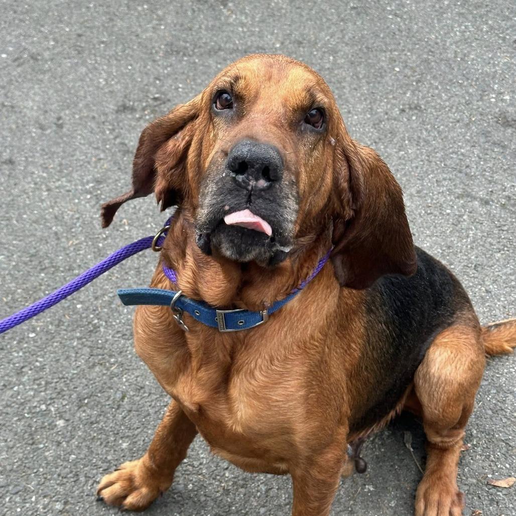 Hooch, a Adoptable Bloodhound in Coos Bay, OR image 1/2