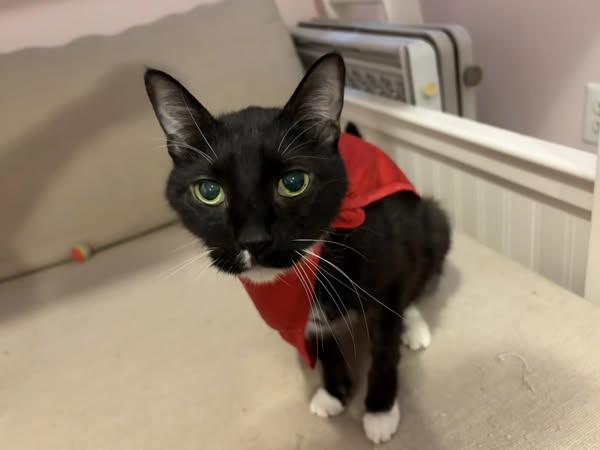 Dominic, a Adoptable Domestic Short Hair in Chesapeake Beach, MD image 6/6