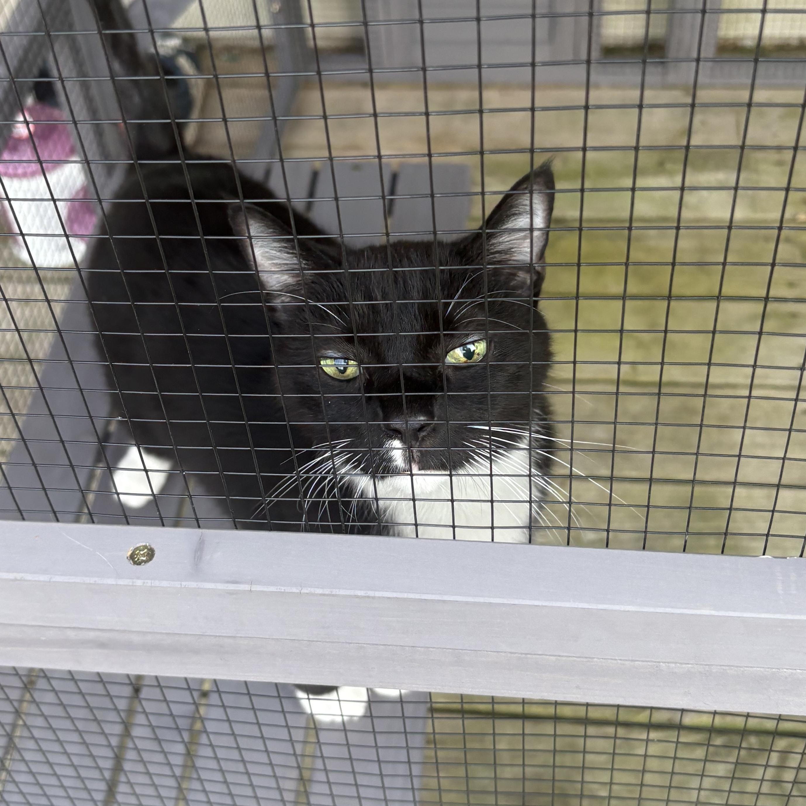 Dominic, a Adoptable Domestic Short Hair in Chesapeake Beach, MD image 4/6