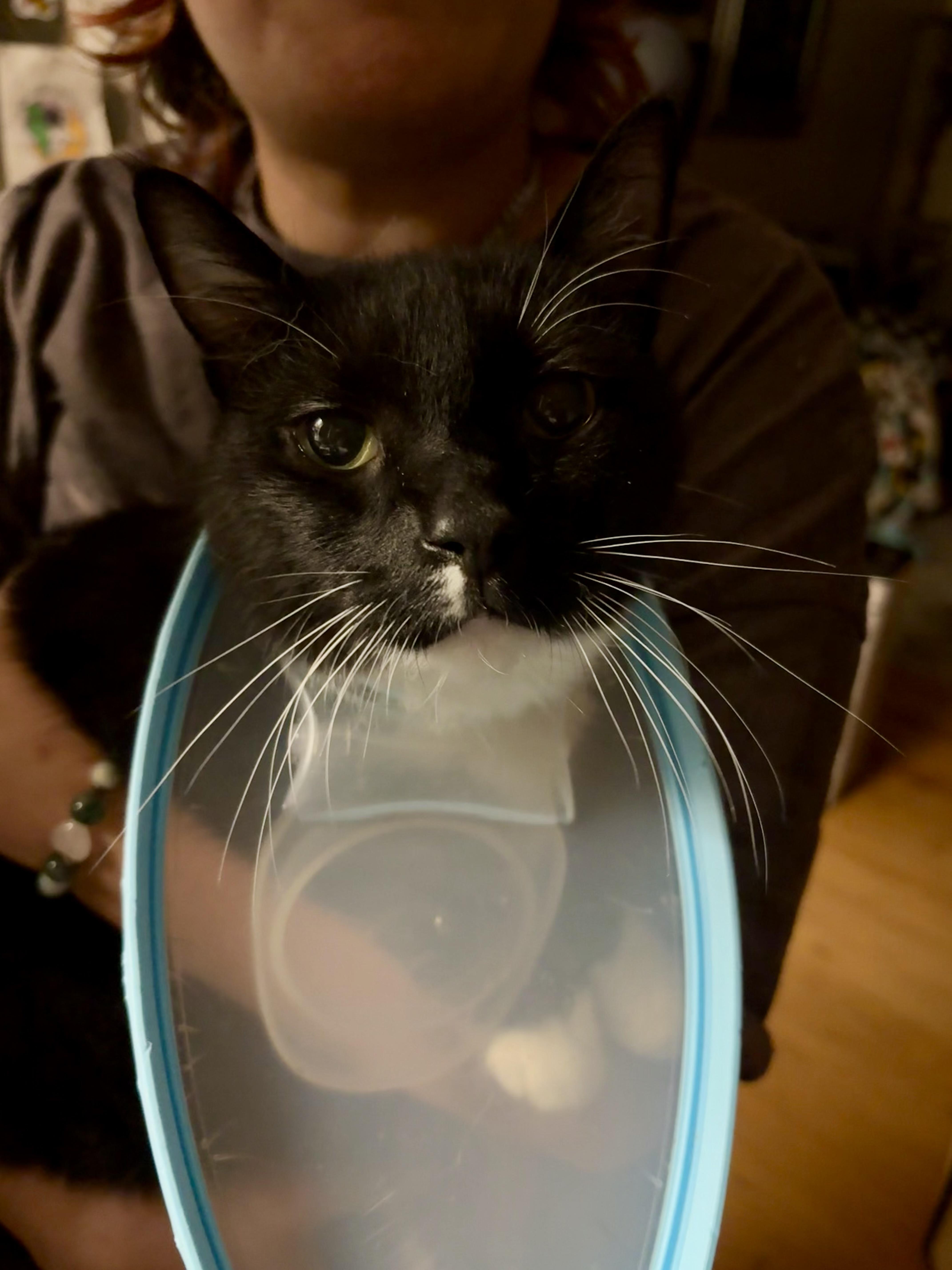 Dominic, a Adoptable Domestic Short Hair in Chesapeake Beach, MD image 3/6